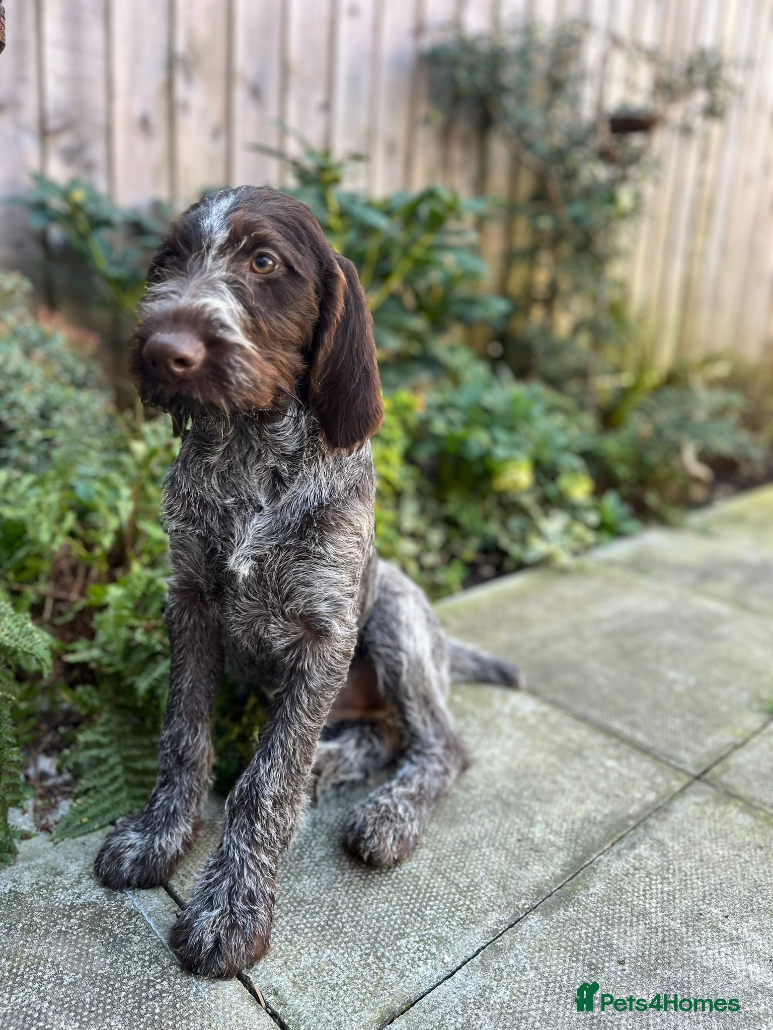 German Wirehaired Pointer dogs 6 month old German wire haired pointer bit h - Advert 1