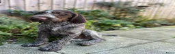 German Wirehaired Pointer dogs for sale: 6 month old German wire haired pointer bit h in Wincanton - Advert 1