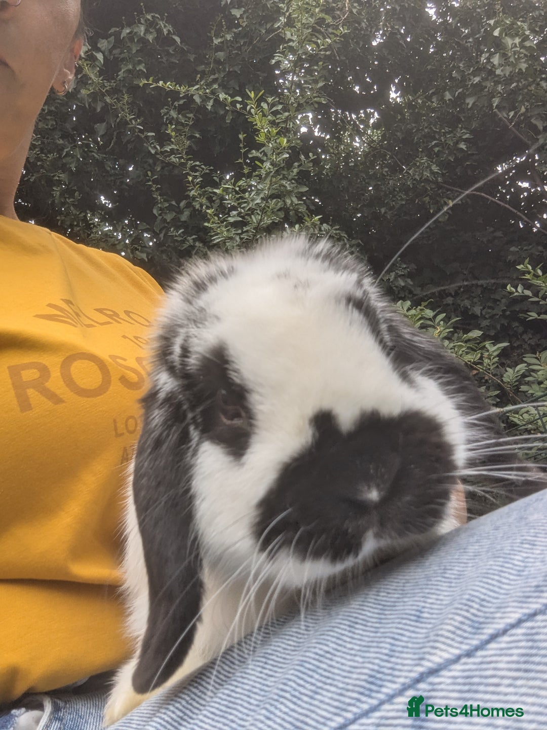 Mini Lop rabbits for sale: Monty and Muffin  - Image 13