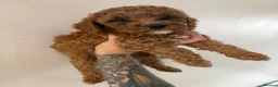 Cockapoo dogs for sale: Gorgeous Red Cockapoo Puppies  in Brighouse - Advert 5