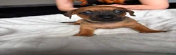 Mixed Breed dogs for sale: Miniature Dachshund cross puppies  - Advert 13