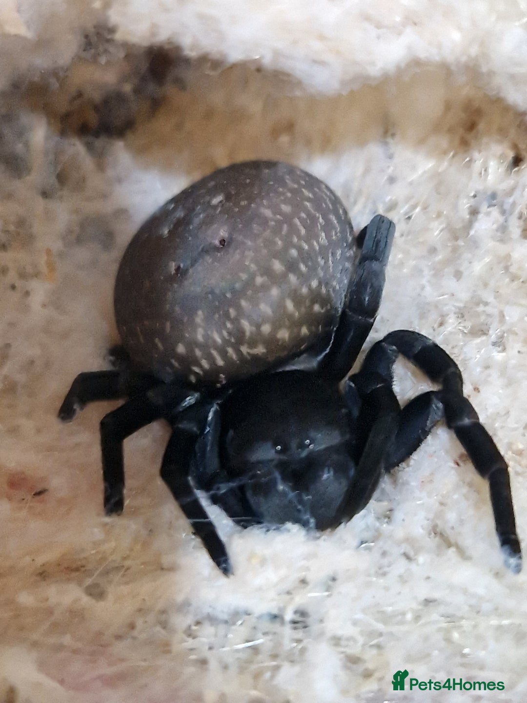 Spiders invertebrates for sale: Adorable velvet spiders 🕷  - Advert 6