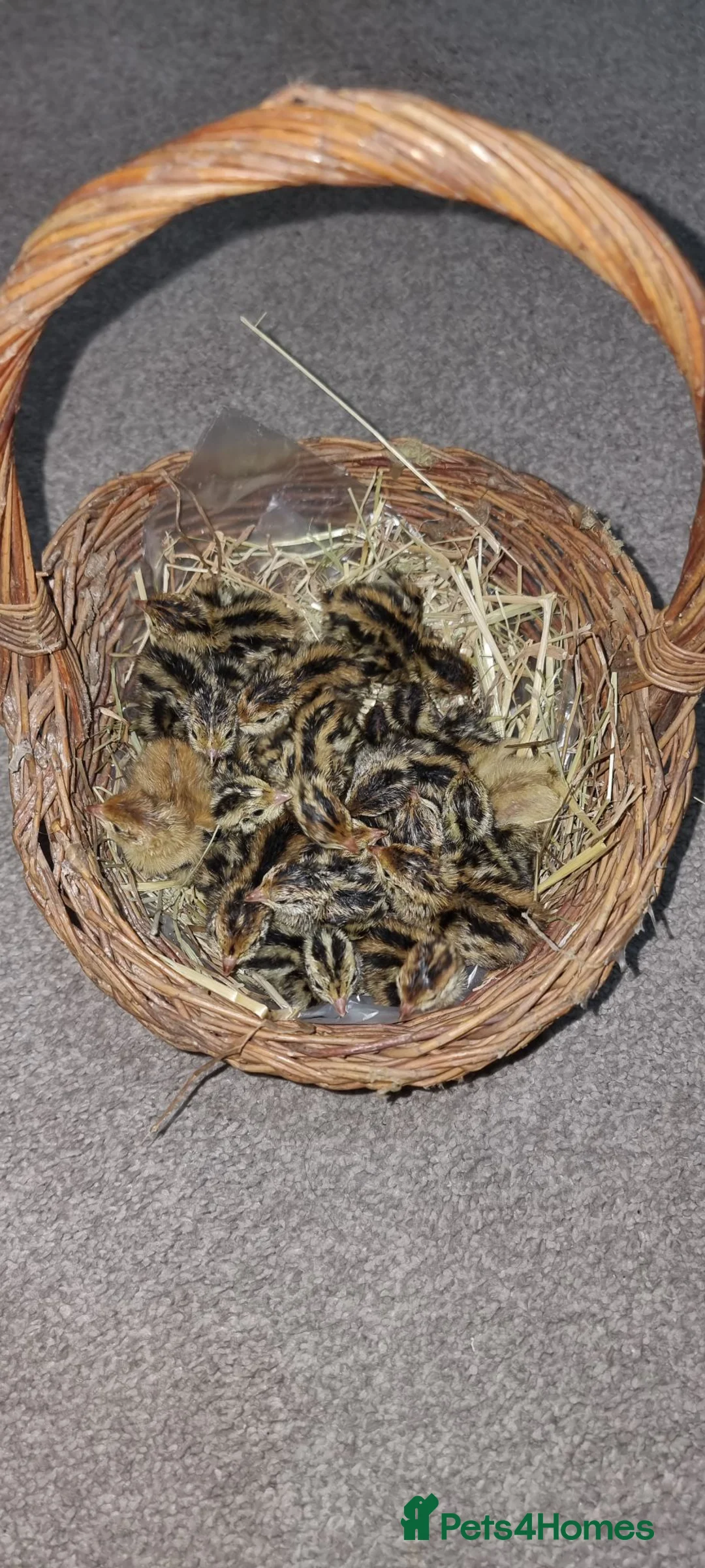 Quail poultry for sale: 🐣 Live Jumbo Coturnix Quail Chicks – Ready Now!  - Advert 2