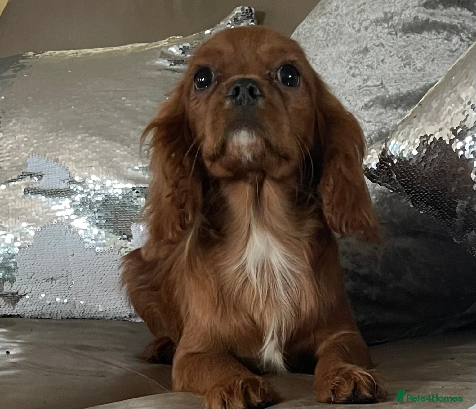 Cavalier King Charles Spaniel dogs Cavalier Ruby red male KC Registered - Advert 7
