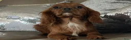 Cavalier King Charles Spaniel dogs for sale: Cavalier Ruby red male KC Registered - Advert 5