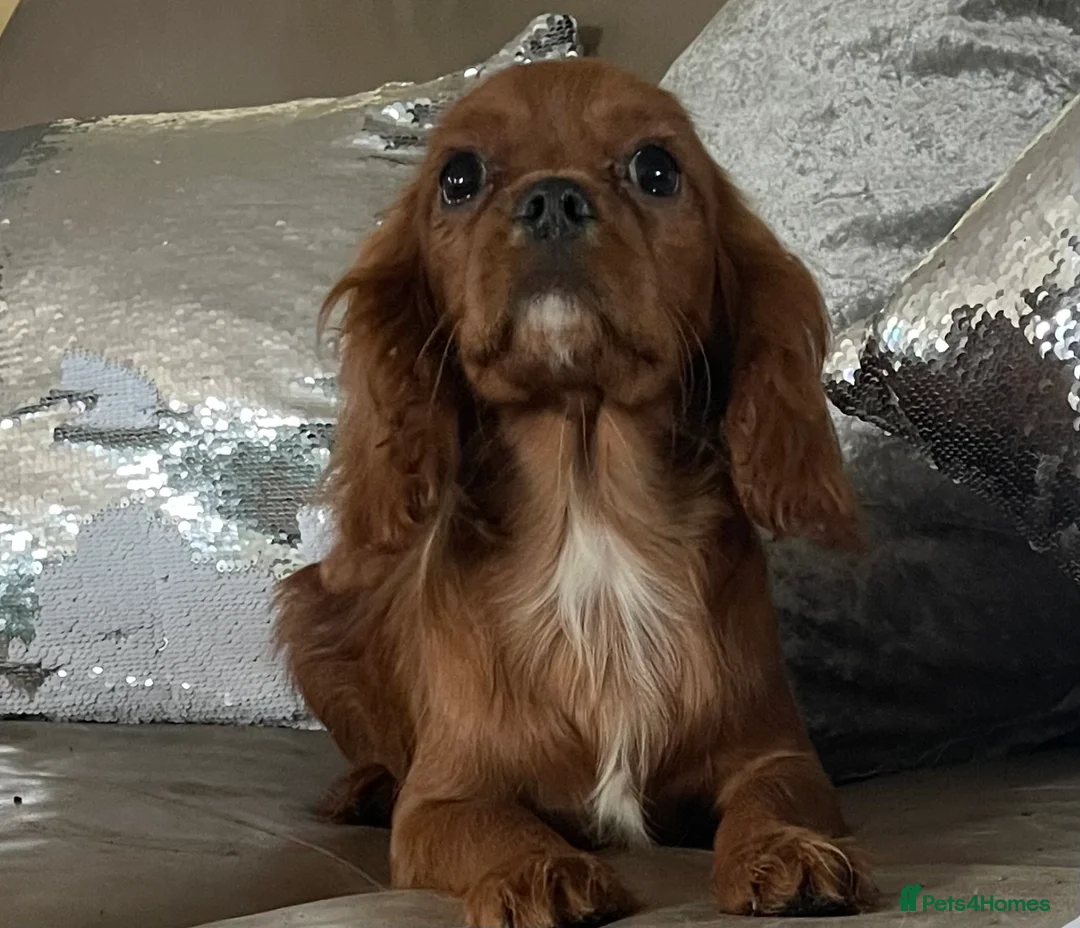 Cavalier King Charles Spaniel dogs for sale: Cavalier Ruby red male KC Registered - Advert 5