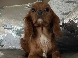Cavalier King Charles Spaniel dogs Cavalier Ruby red male KC Registered - Advert 7