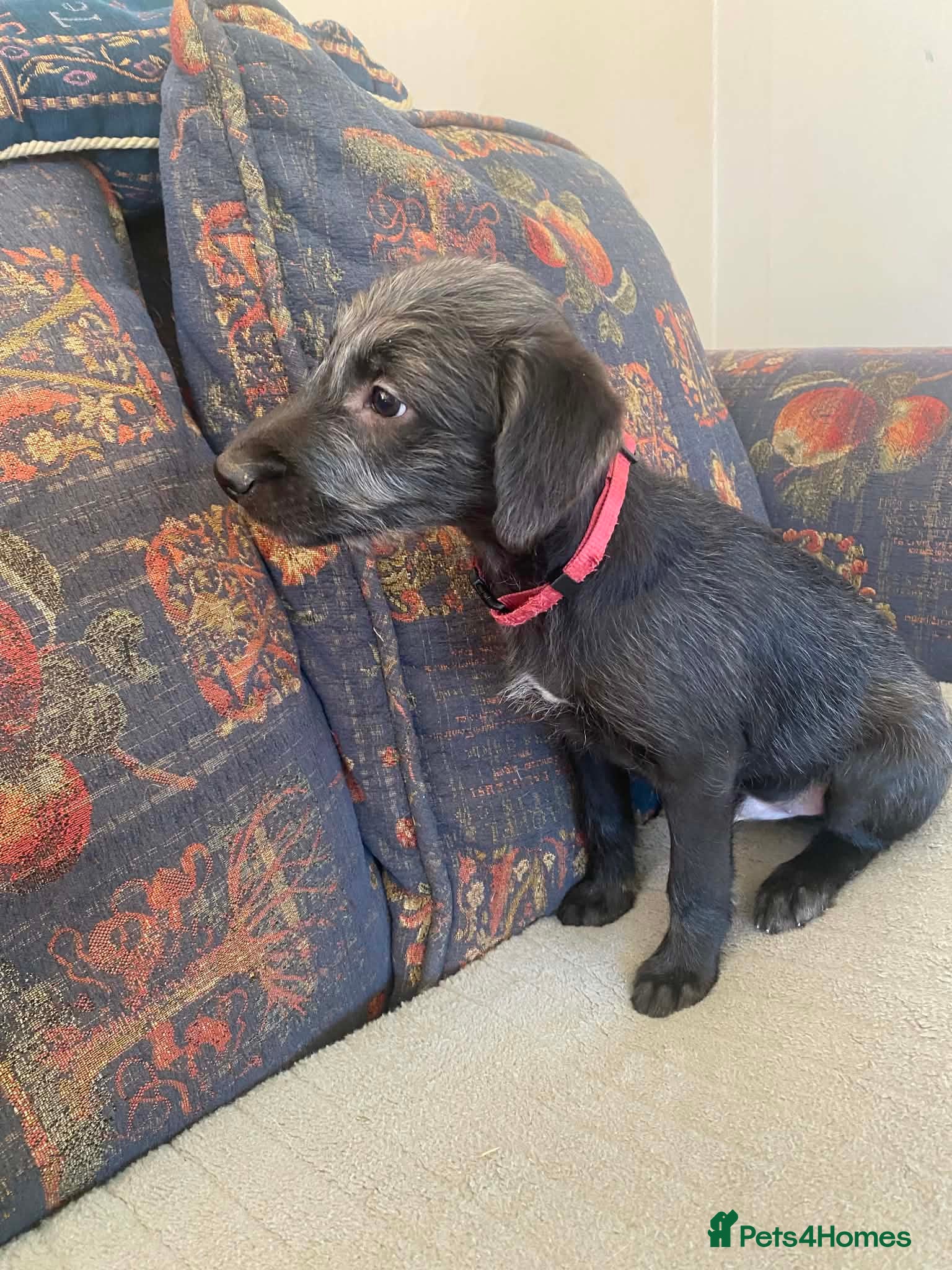 Mixed Breed dogs Bedlington x Whippet puppies - Advert 2