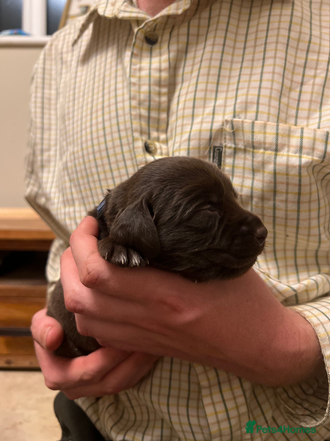 Springador dogs for sale: Springador Puppies for Sale  - Image 15