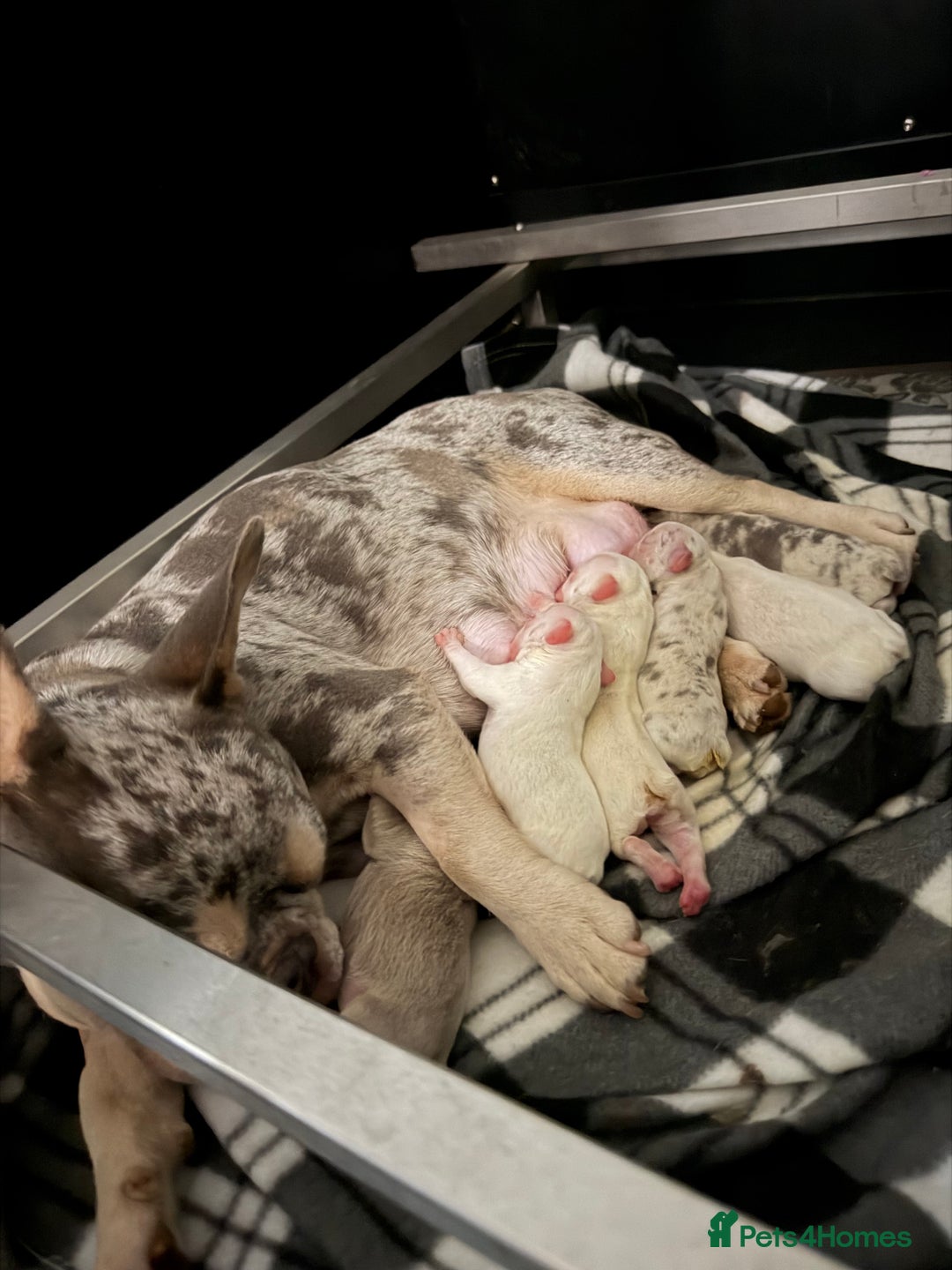 French Bulldog dogs for sale: French bull dogs 5⭐️ - Advert 2