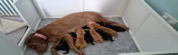 Labrador Retriever dogs for sale: Labrador Retriever puppies for sale in Yeovil - Advert 1