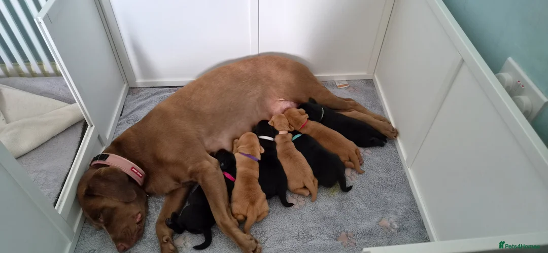 Labrador Retriever dogs for sale: Labrador Retriever puppies for sale in Yeovil - Advert 1