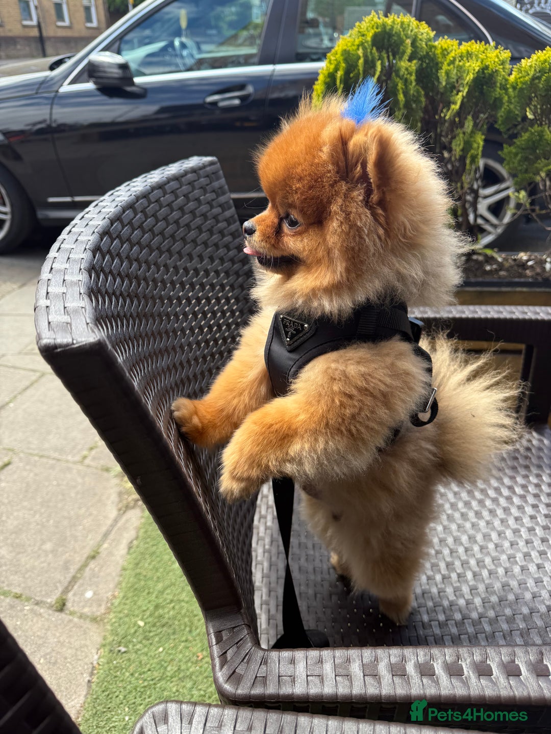 Pomeranian dogs for sale: Gorgeous sable Pom for rehome - Image 2