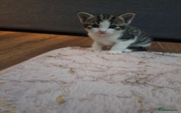 Mixed Breed cats for sale: Kittens - Image 7