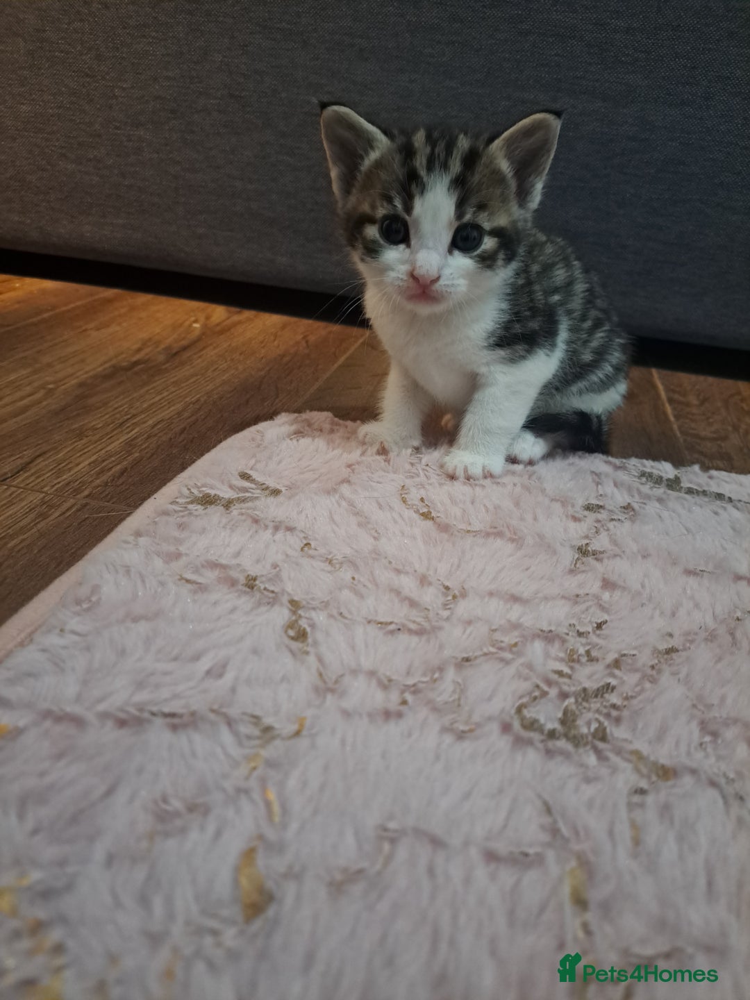 Mixed Breed cats for sale: Kittens - Image 7
