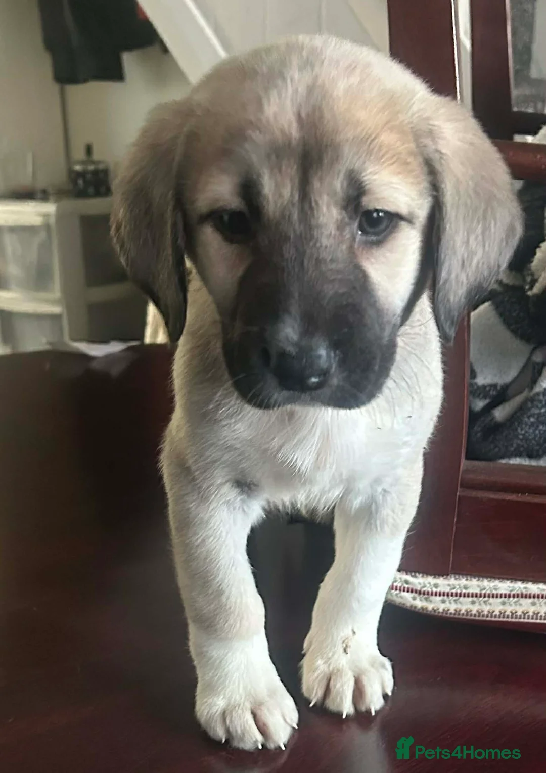 Mixed Breed birds for sale: Turkish kangal  in Rotherham - Advert 1
