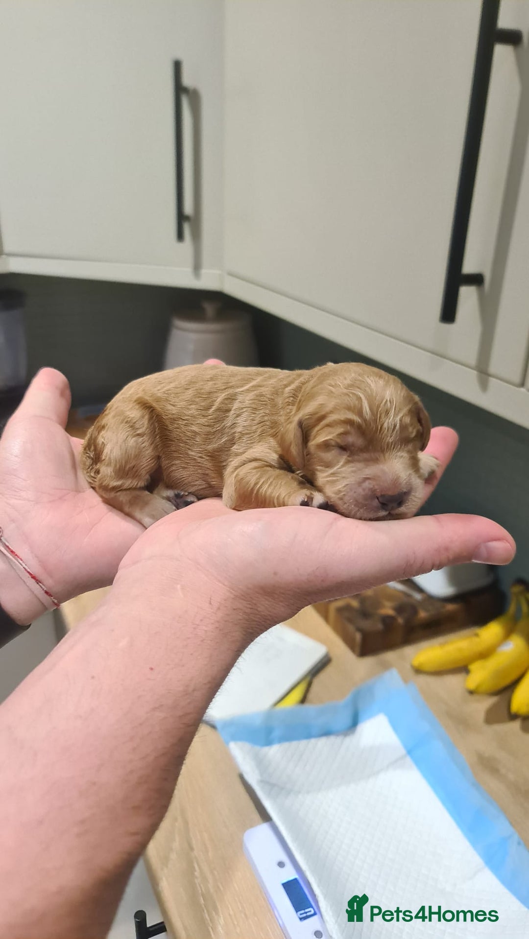 Goldendoodle dogs for sale: 🐾 Adorable Standard Goldendoodle Puppies 🐾 - Image 6