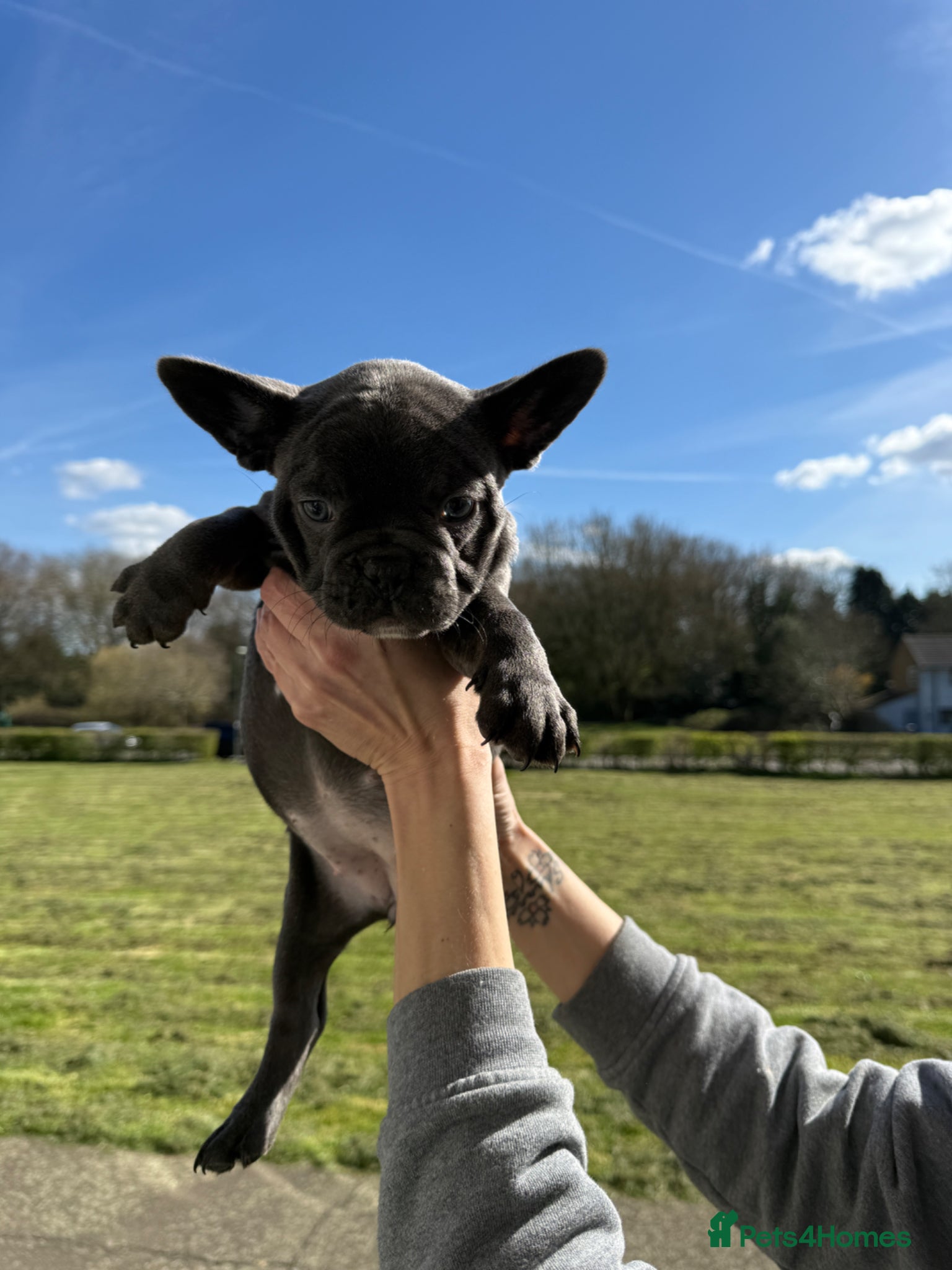 Mixed Breed dogs Frenchie x Boston 2 lilac/brindle 1 blue  - Advert 2