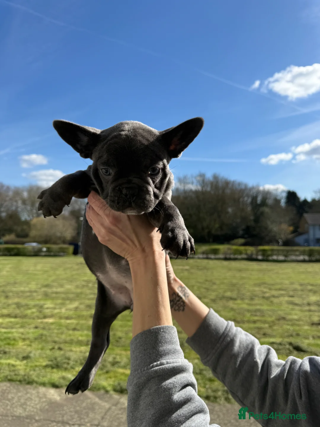 Mixed Breed dogs for sale: Frenchie x Boston 2 lilac/brindle 1 blue  - Advert 2