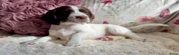 Sprocker dogs for sale: Beautiful Sprocker Spaniel pups - Advert 14
