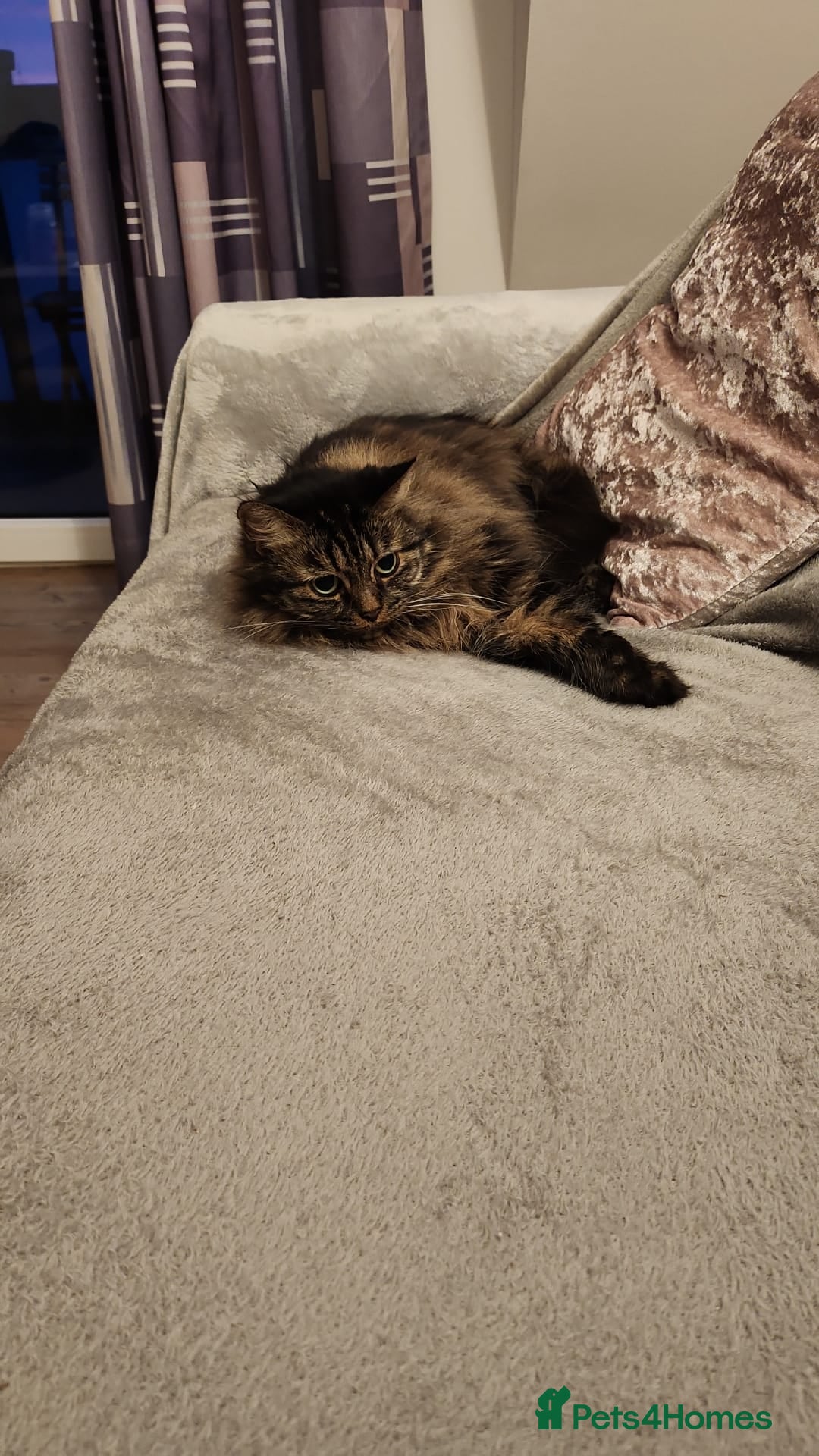 Mixed Breed cats for sale: 2 Tabby Ragdoll sisters in need of rehoming - Advert 8