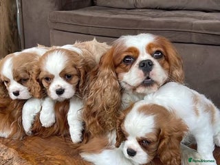 Cavalier King Charles Spaniel dogs for sale: CAVALIER KING CHARLES FOR SALE - Advert 1