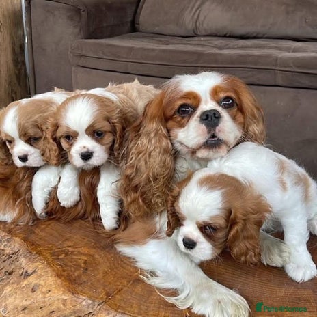 Cavalier King Charles Spaniel dogs CAVALIER KING CHARLES FOR SALE - Advert 4