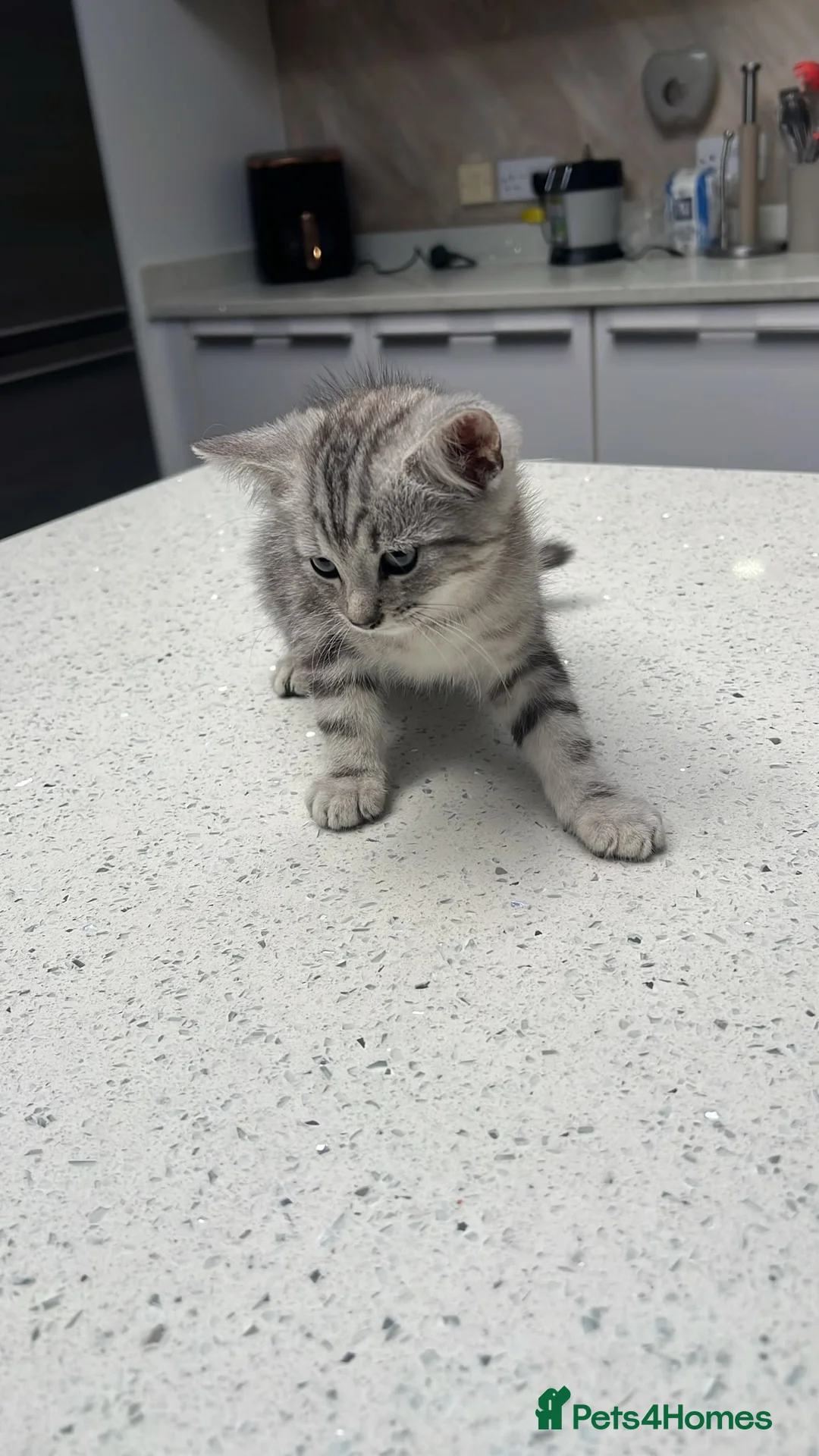 Mixed Breed cats for sale: Beautiful Playful Kittens –Ready for Loving Homes  - Advert 16