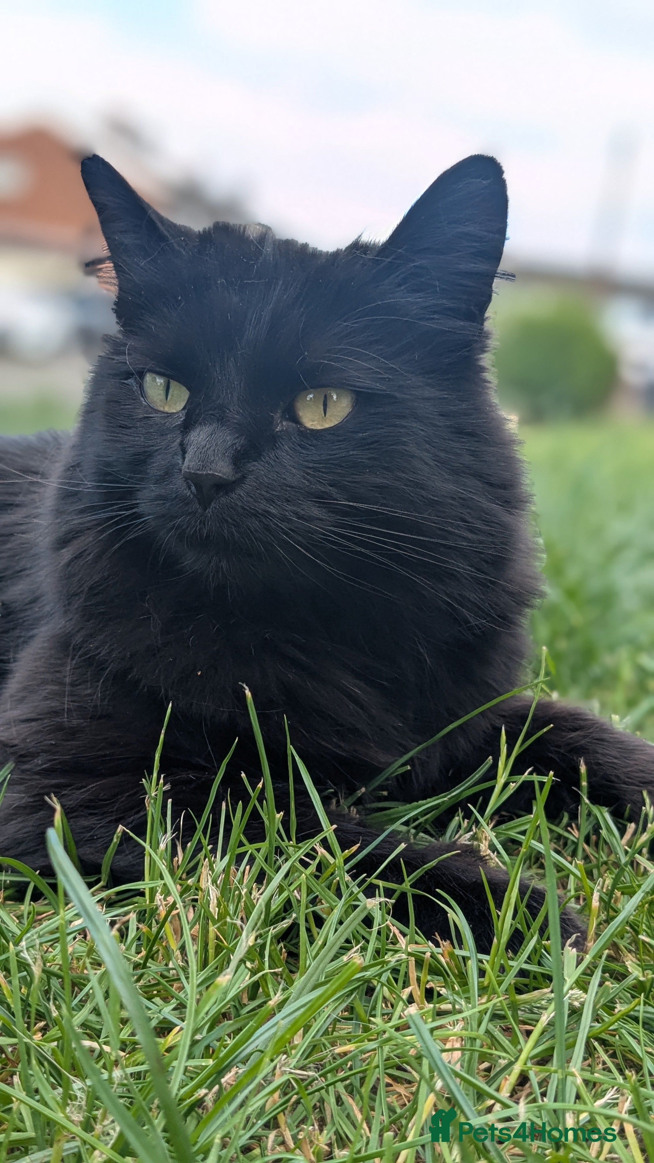 Mixed Breed cats Loving Home for a black fluffy cat - Advert 18