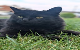 Mixed Breed cats for sale: Loving Home Wanted for Two Bonded Cats - Image 3