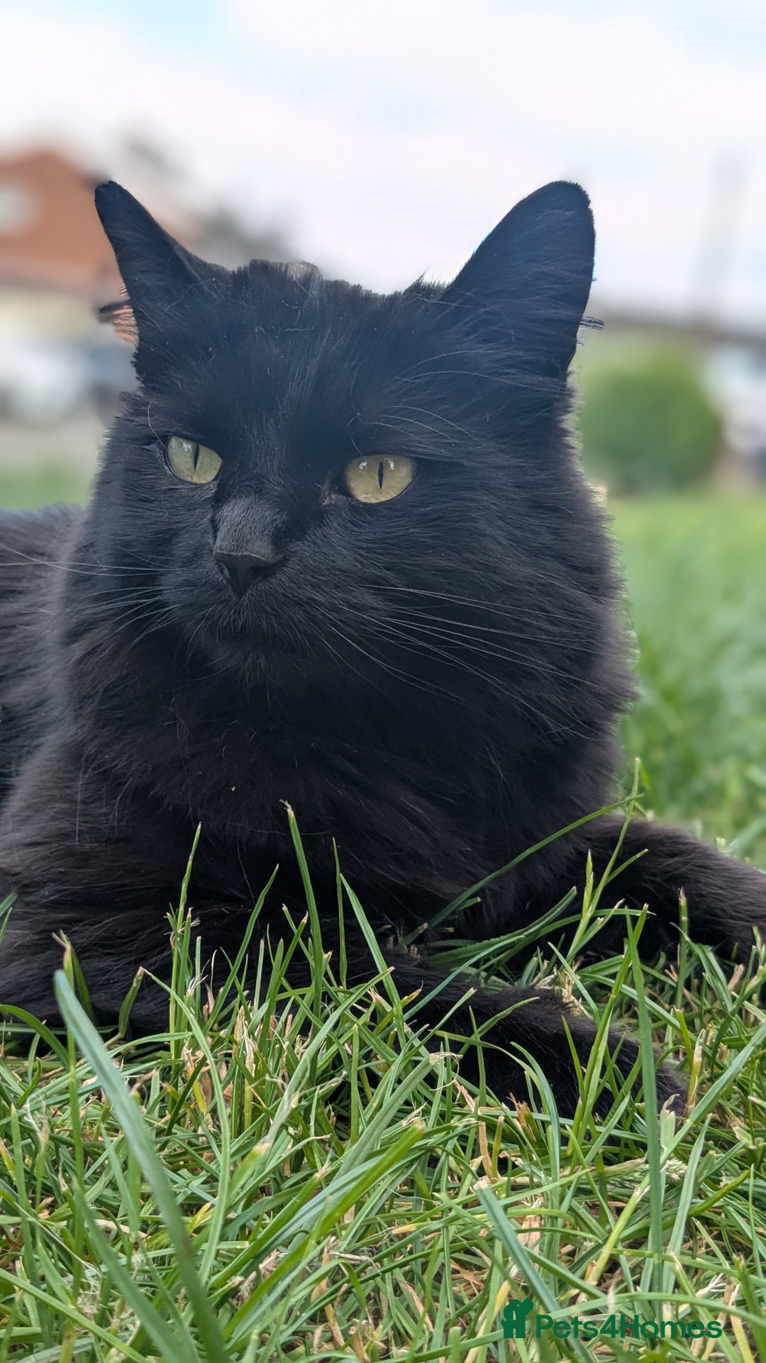Mixed Breed cats for sale: Loving Home Wanted for Two Bonded Cats - Image 3