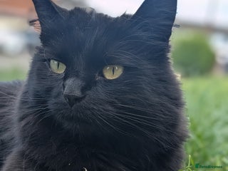 Mixed Breed cats - Advert 16