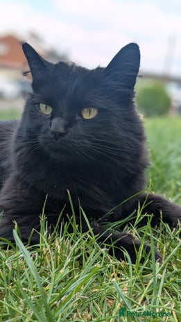 Mixed Breed cats - Advert 9