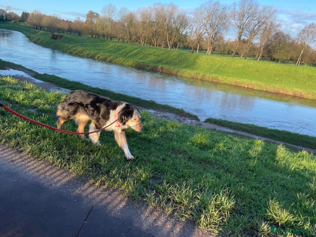 Mixed Breed dogs IRIS, a gentle dog of quiet nature - Advert 1