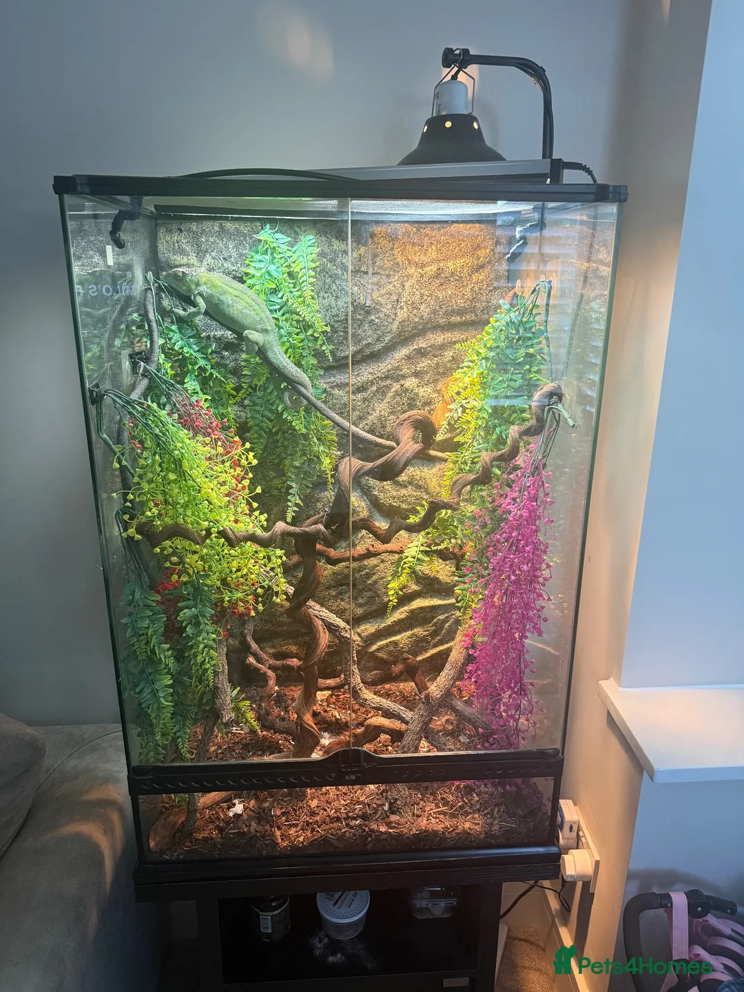 Chameleon reptiles for sale: Panther chameleon  in Gillingham - Advert 3