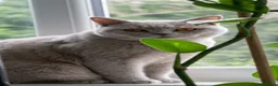 British Shorthair cats for sale: British Shorthair Lilac 🩶 - Advert 9
