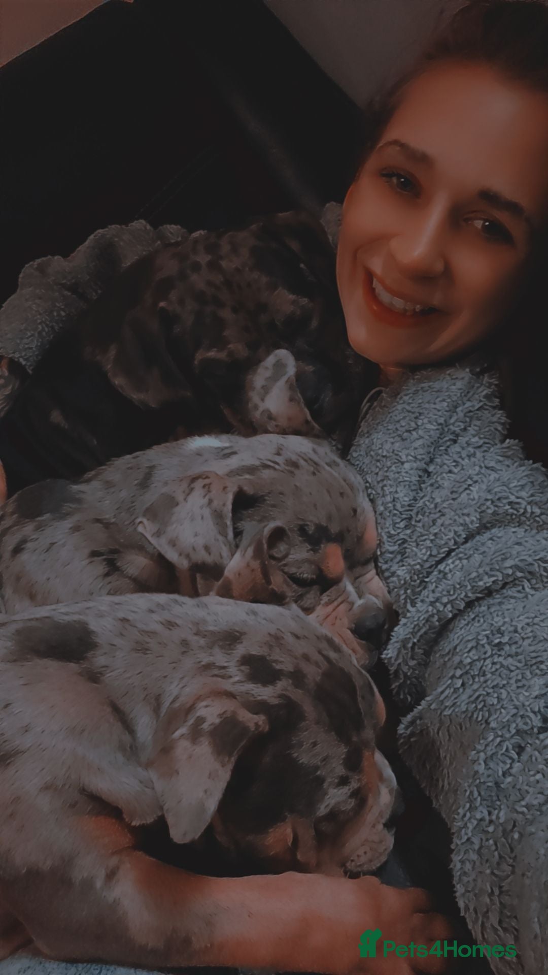 American Bully dogs for sale: Here is indi(moaning mertle)  - Image 2
