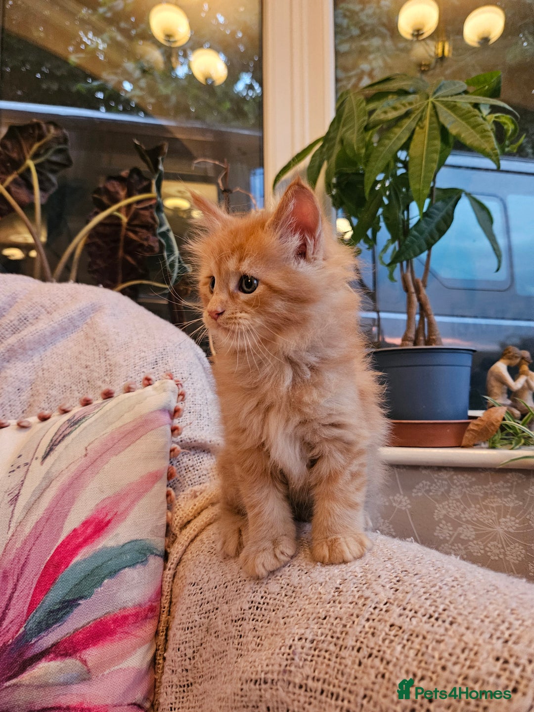 Maine Coon cats for sale: Maine Coon kittens available Chunky and confident - Image 4