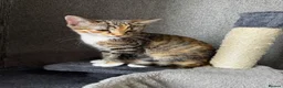 Mixed Breed cats for sale: RAGDOLL X TABBY - Advert 1