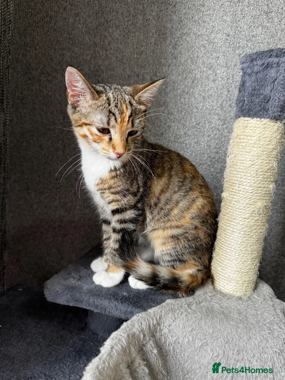 Mixed Breed cats for sale: RAGDOLL X TABBY - Advert 1