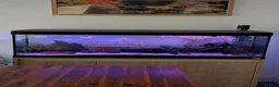 Corys fish for sale: Fluval Roma 240L Complete Aquarium Setup + Fish in Leeds - Advert 3