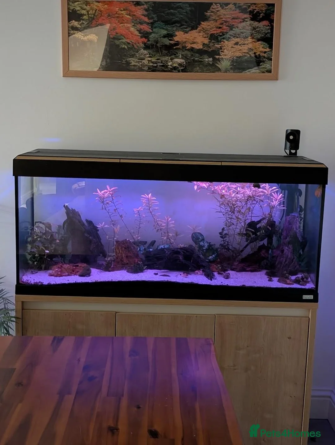 Corys fish for sale: Fluval Roma 240L Complete Aquarium Setup + Fish in Leeds - Advert 3