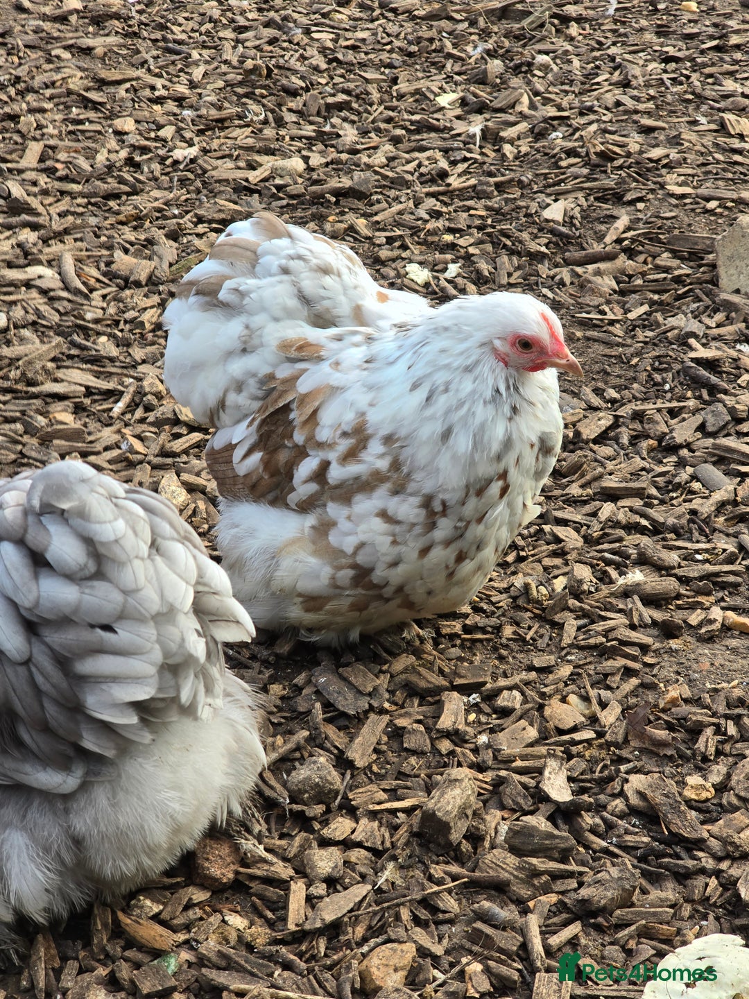 Chickens poultry for sale: Pekin Bantam Pullets  - Advert 11