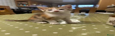 Female calico