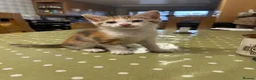 Mixed Breed cats for sale: Adorable farm kittens for sale - Advert 13
