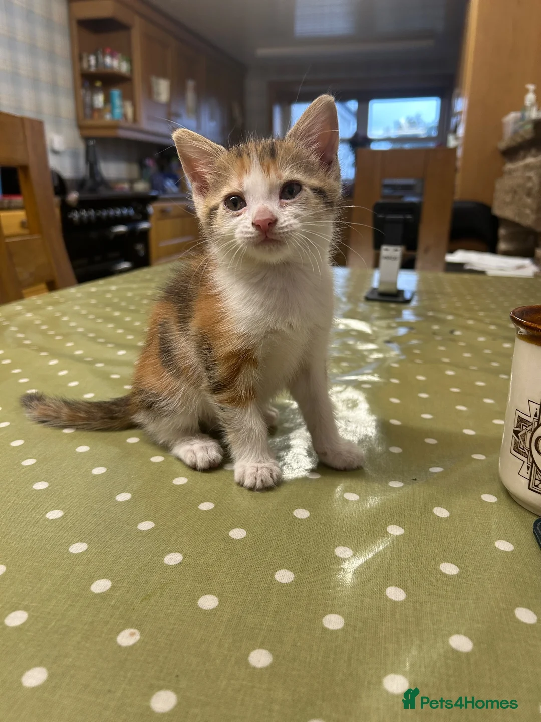 Mixed Breed cats for sale: Adorable farm kittens for sale - Advert 13