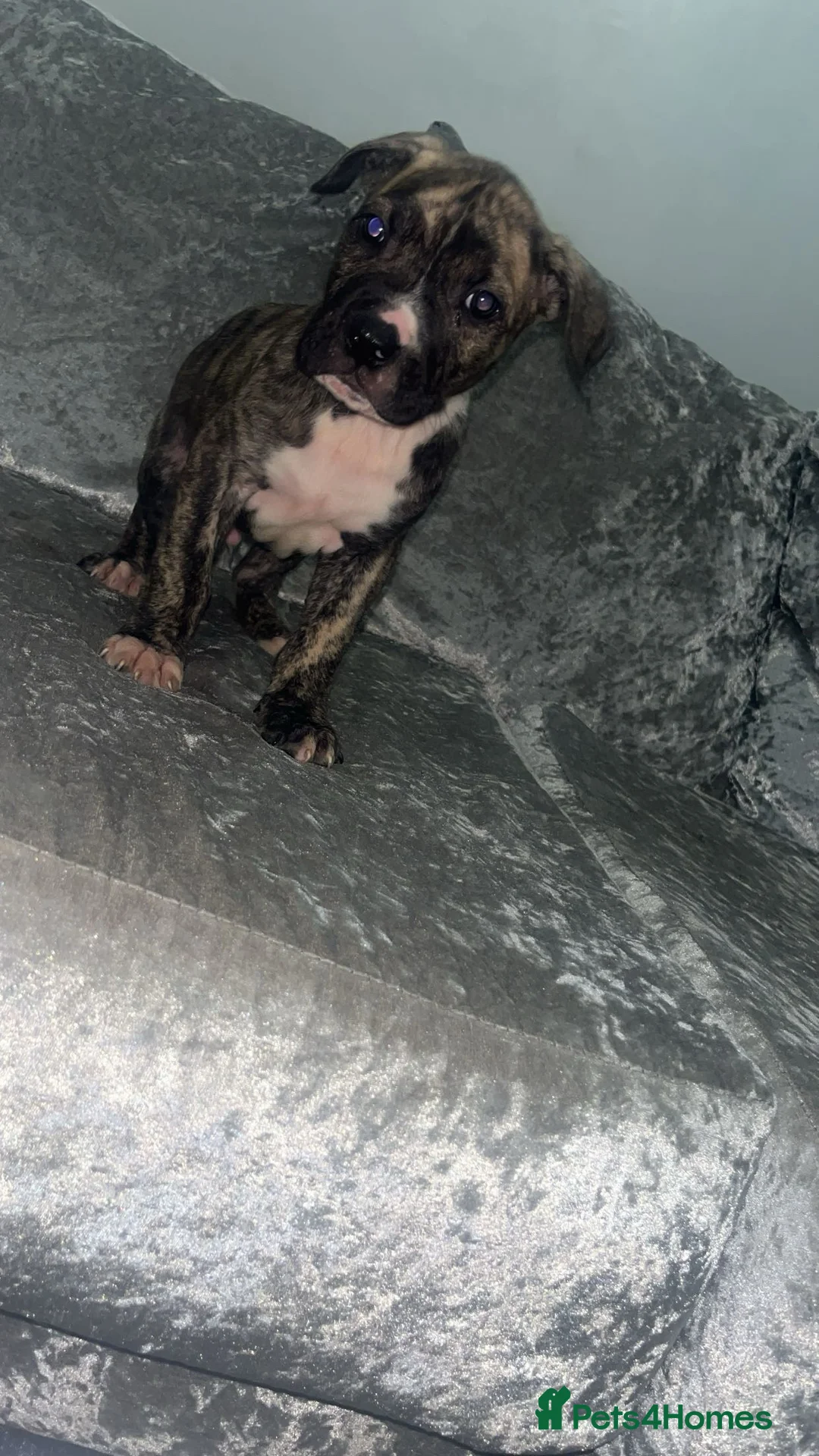 Mixed Breed dogs for sale:  Chunky Staffy x Cane Corso Puppies  - Advert 10