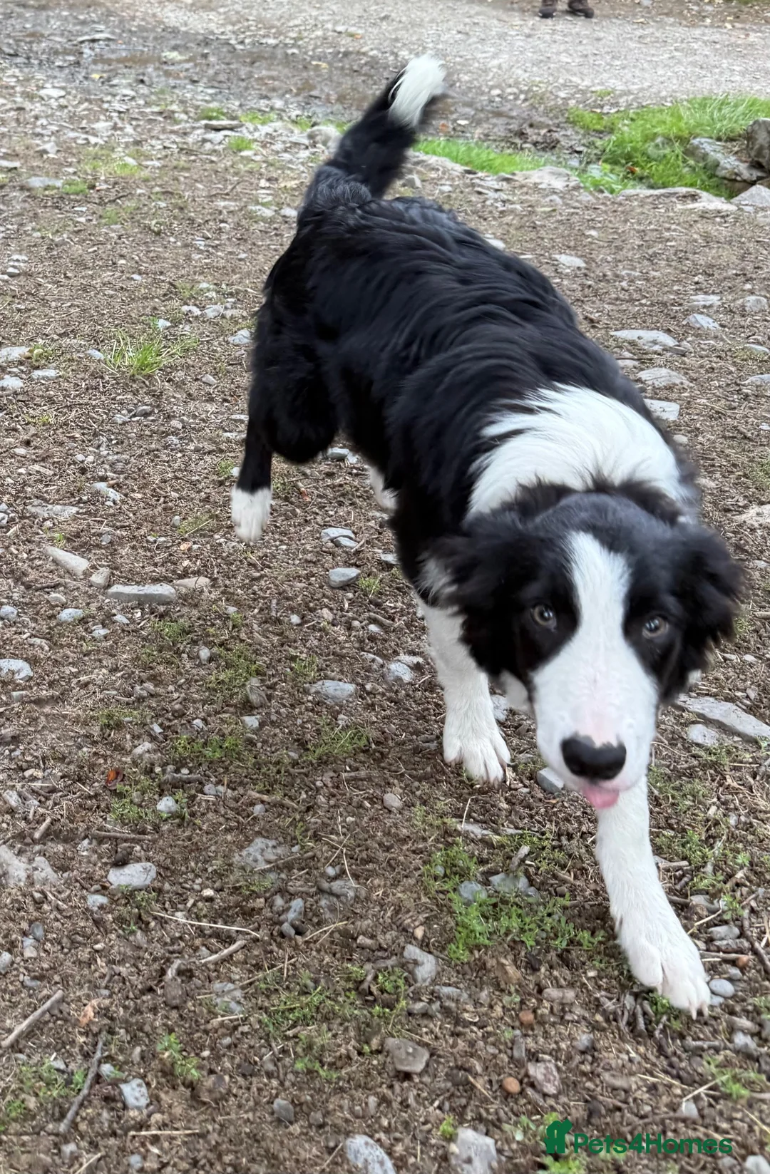 Border Collie dogs for sale: Border Collie Pup - Scott - Advert 2