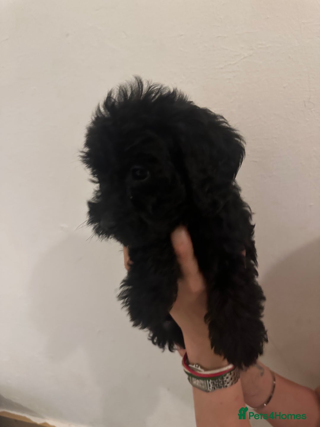 Yorkiepoo dogs for sale: 5 Beautiful F1 Yorkiepoo’s - Image 15