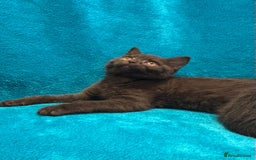 British Shorthair cats for sale: British short haired kittens  - Advert 3